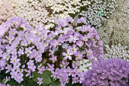 Mountain Phlox Seeds Linanthus Grandiflorus Blue Pink Annual Wildflower Garden Plant Meadow Border Blooms 100 Seeds