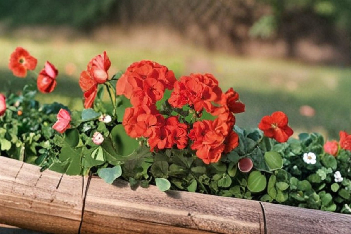 Orange Red Zonal Geranium Live Cuttings | Pelargonium Zonal Geranium | 6 Inch Starter Cuttings | Orange Red Flower Plant | Live Pelargonium