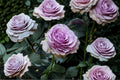 Lavender Flower Circus Climbing Rose Live Plant – Thornless Repeat Rose