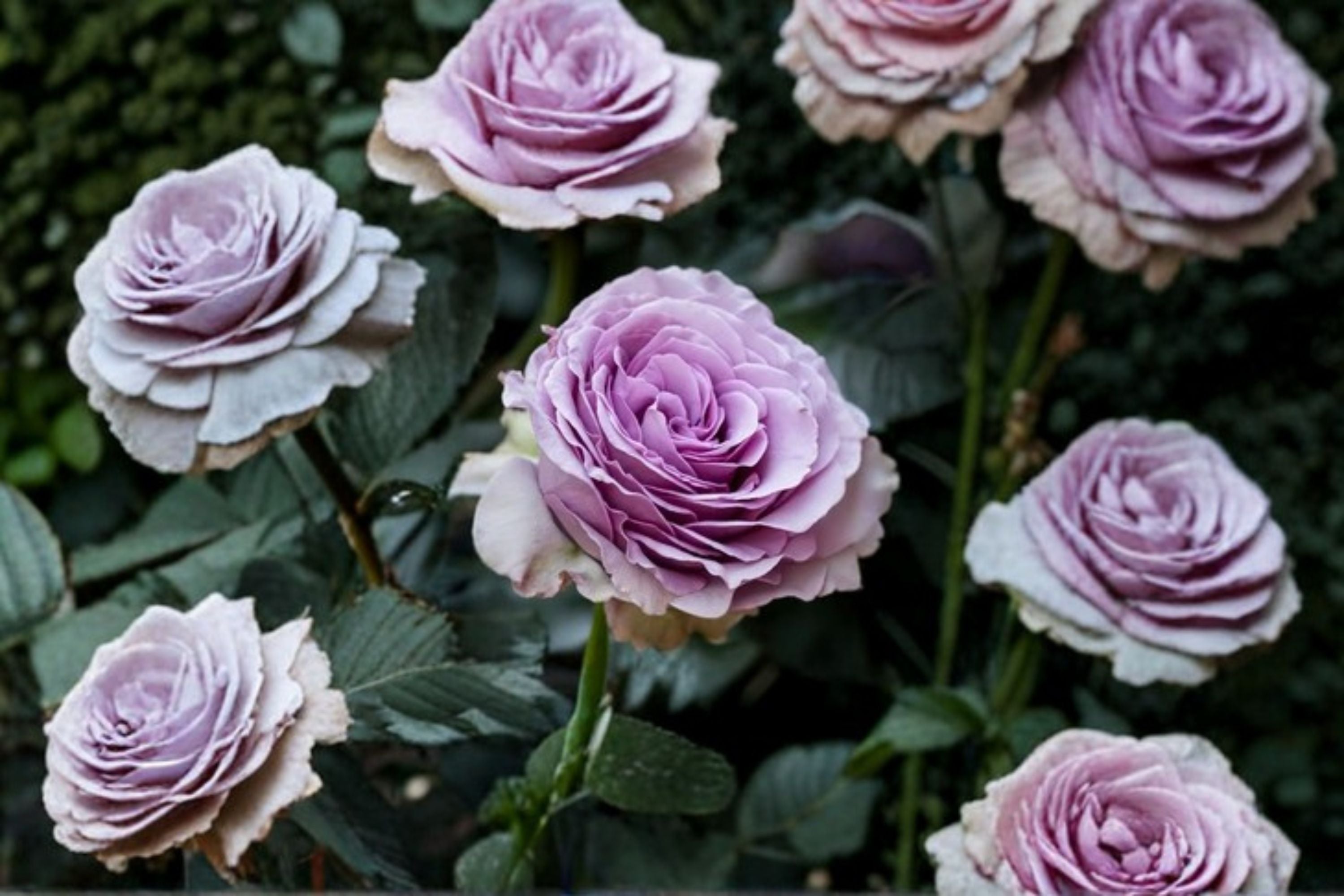 Lavender Flower Circus Climbing Rose Live Plant – Thornless Repeat Rose