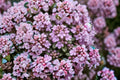 Elfin Thyme 1 Plant – Thymus serpyllum ‘Elfin’