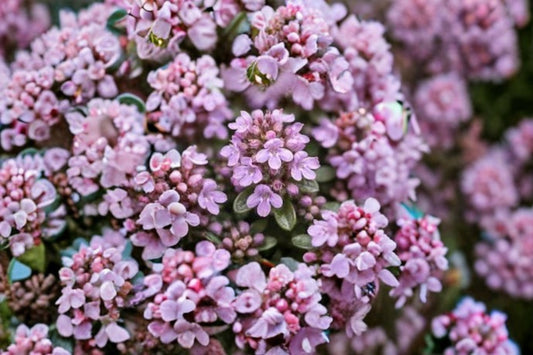 Elfin Thyme 1 Plant – Thymus serpyllum ‘Elfin’