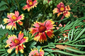 Blanket Flower 1 Plant – Gaillardia spp.