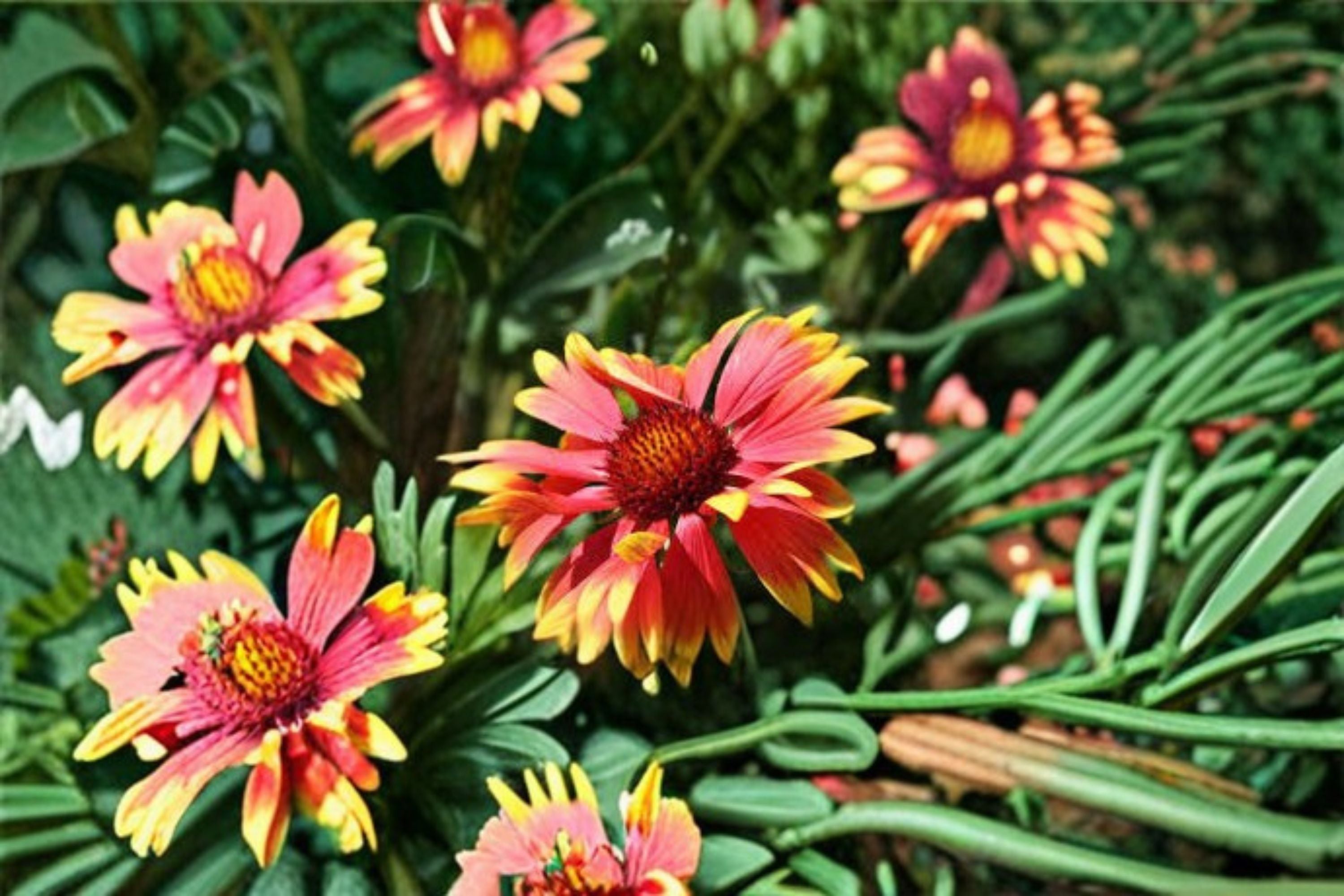Blanket Flower 1 Plant – Gaillardia spp.