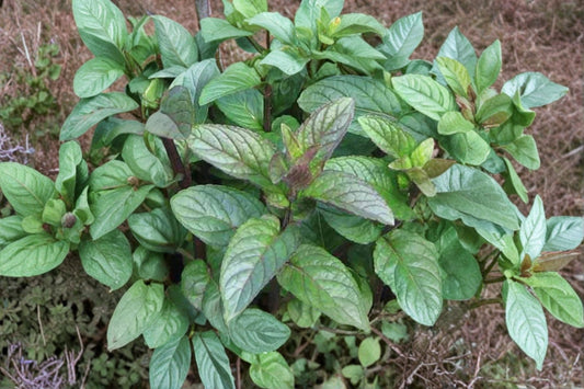 Chocolate Mint Live Plant – Approx. 5" Tall – Mentha × piperita 'Chocolate'