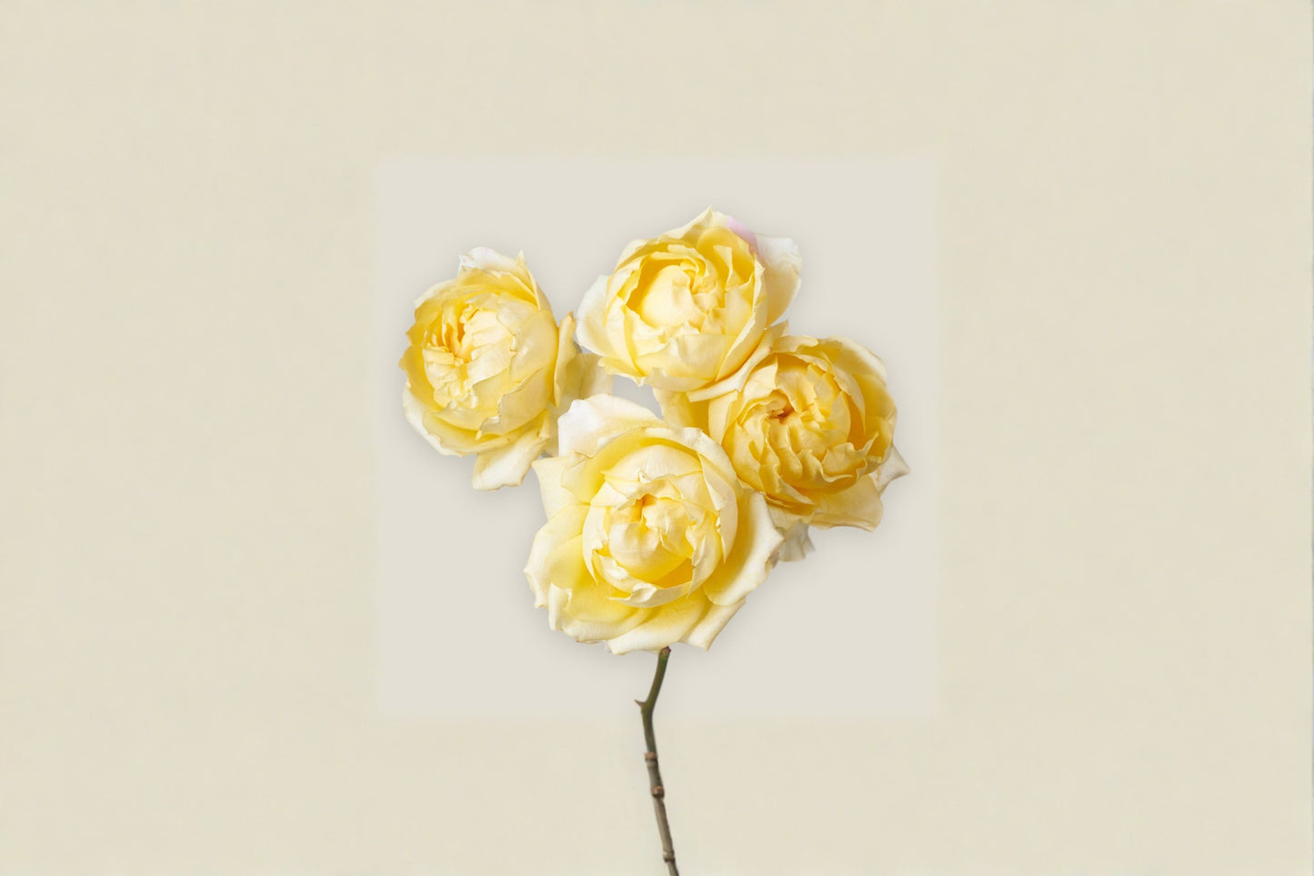 Lemon Julieta Rose Live Plant – Yellow Peony Style Garden Rose