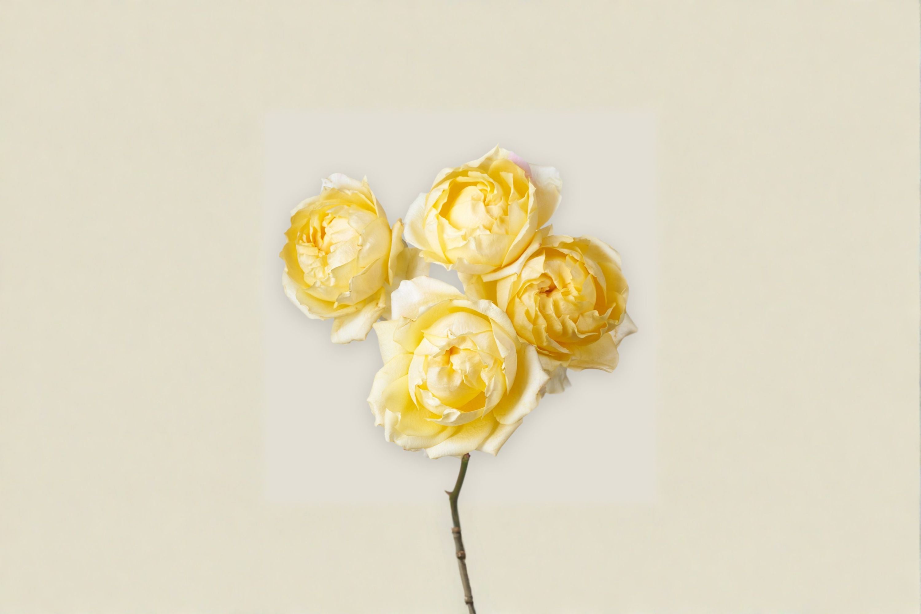 Lemon Julieta Rose Live Plant – Yellow Peony Style Garden Rose
