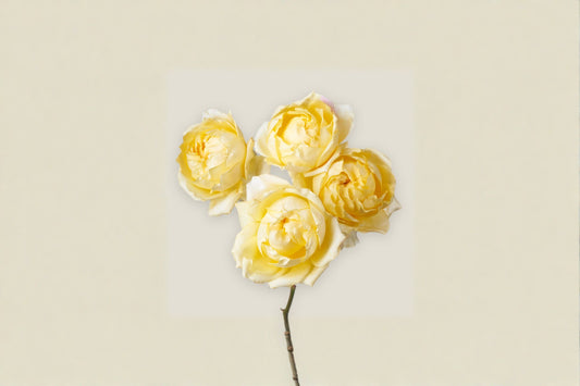Lemon Julieta Rose Live Plant – Yellow Peony Style Garden Rose