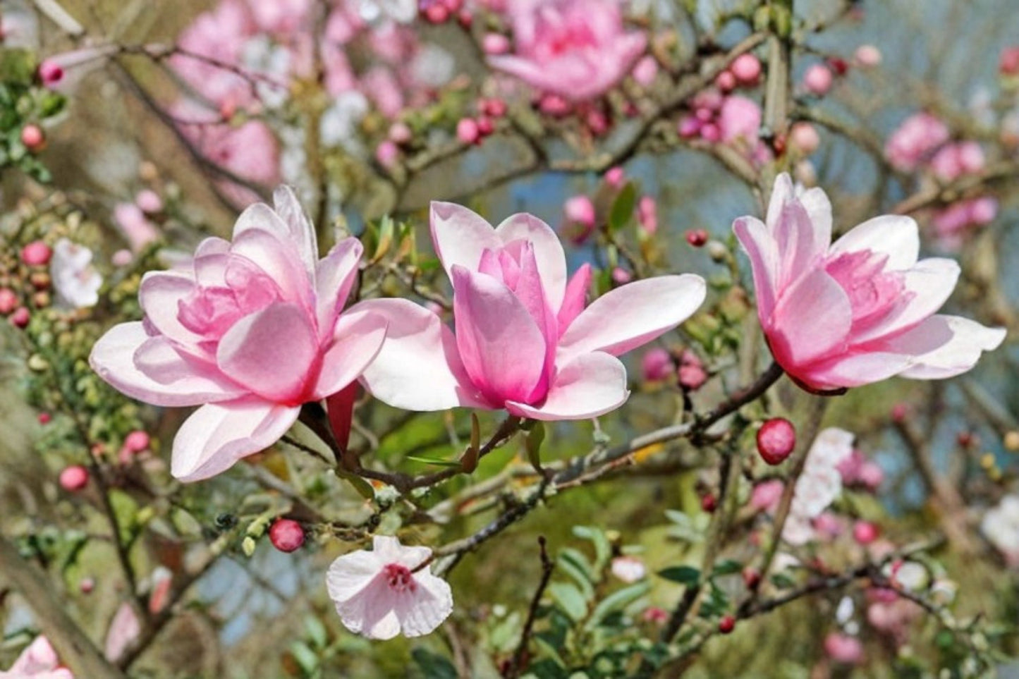 Jane Magnolia Live Plant – 6–12" Tall – 2.5" Pot – Magnolia × soulangeana 'Jane'