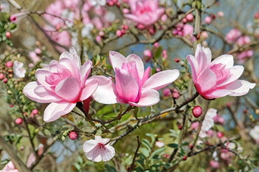 Jane Magnolia Live Plant – 6–12" Tall – 2.5" Pot – Magnolia × soulangeana 'Jane'