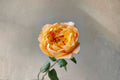 Fragrance Lemon Rose Live Plant – Bergamotte Fragrant Garden Rose