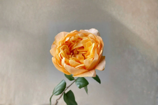 Fragrance Lemon Rose Live Plant – Bergamotte Fragrant Garden Rose