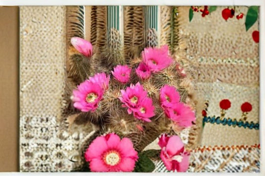 Hedgehog Cactus Stars and Stripes 1 Plant – Echinopsis spp.