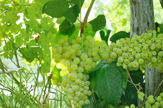 Lakemont Seedless Grape Vine 2 Live Plants – 1–2 Year Old – Pruned