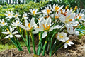 White Rain Lily 5 Bulbs – Zephyranthes candida Lily Bulbs