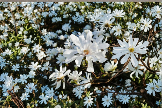 Star Magnolia Live Plant – 6–12" Tall – 4" Pot – Magnolia stellata