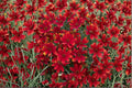 Coreopsis Ladybird 1 Plant – Coreopsis verticillata