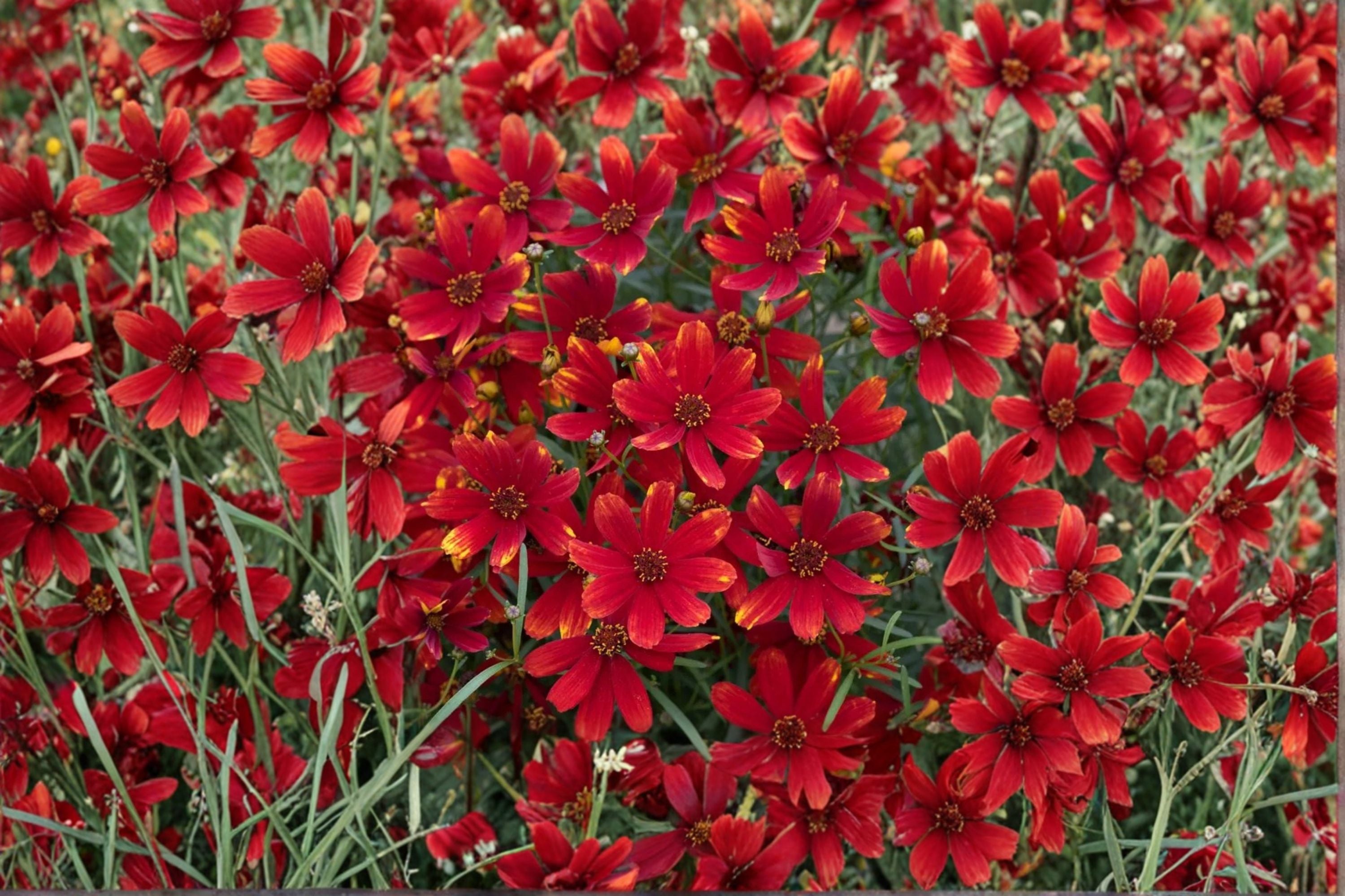 Coreopsis Ladybird 1 Plant – Coreopsis verticillata
