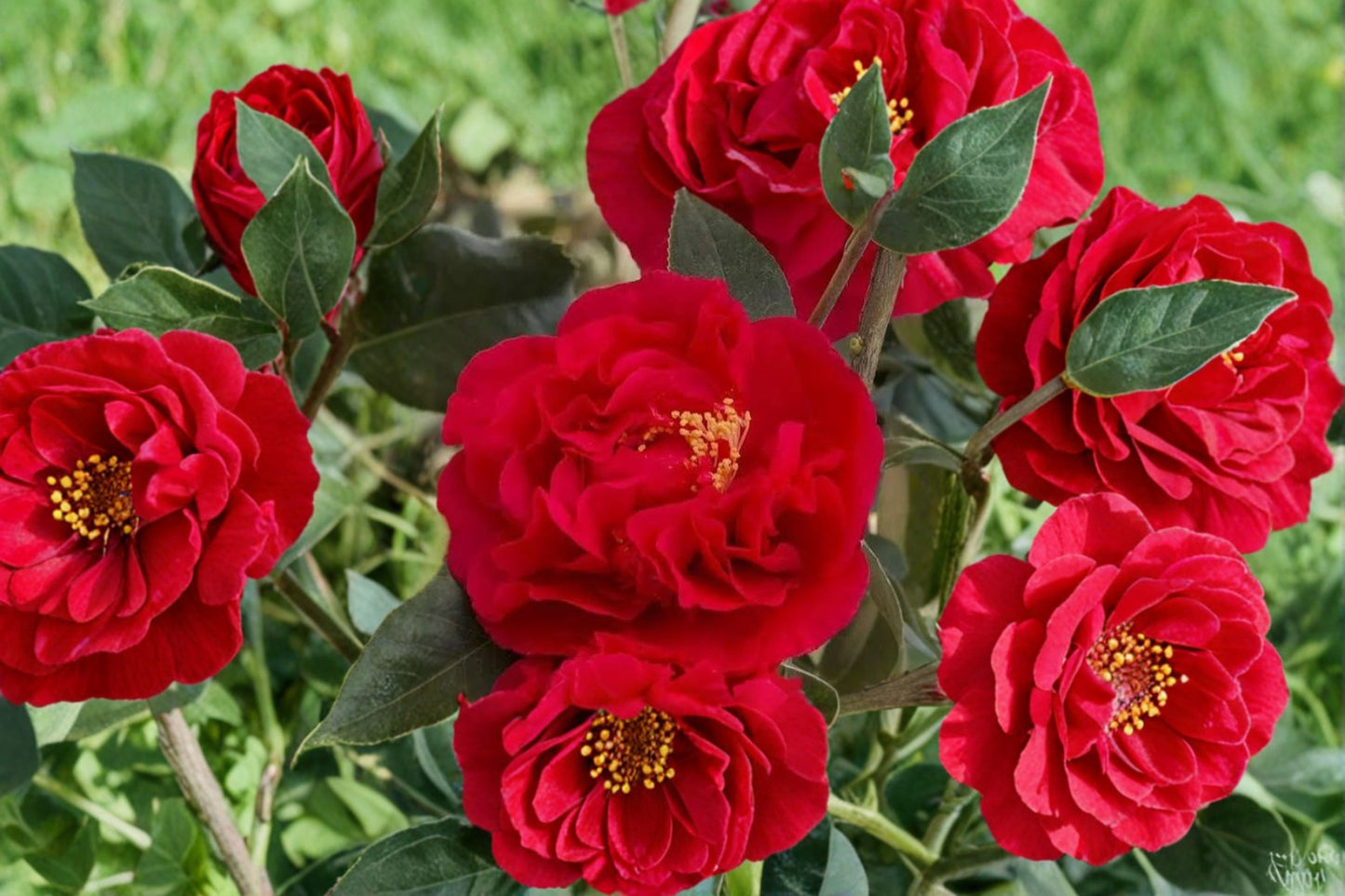 Red Camellia Live Plant – 4" Pot – Rare Flowering Camellia – Camellia japonica