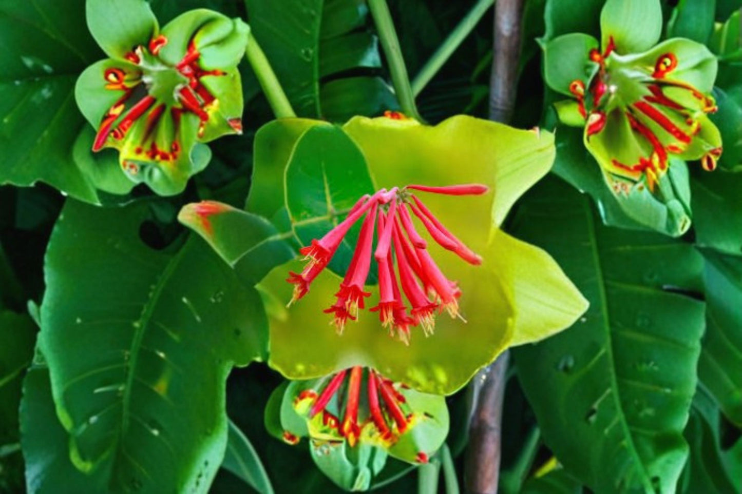 Coral Honeysuckle Live Plant – 6–12 Inch Tall – Lonicera sempervirens