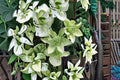 Alba Plena Clematis Live Plant – White Double Flower Climbing Vine