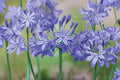 Agapanthus Live Plant – Lavender Lily of the Nile