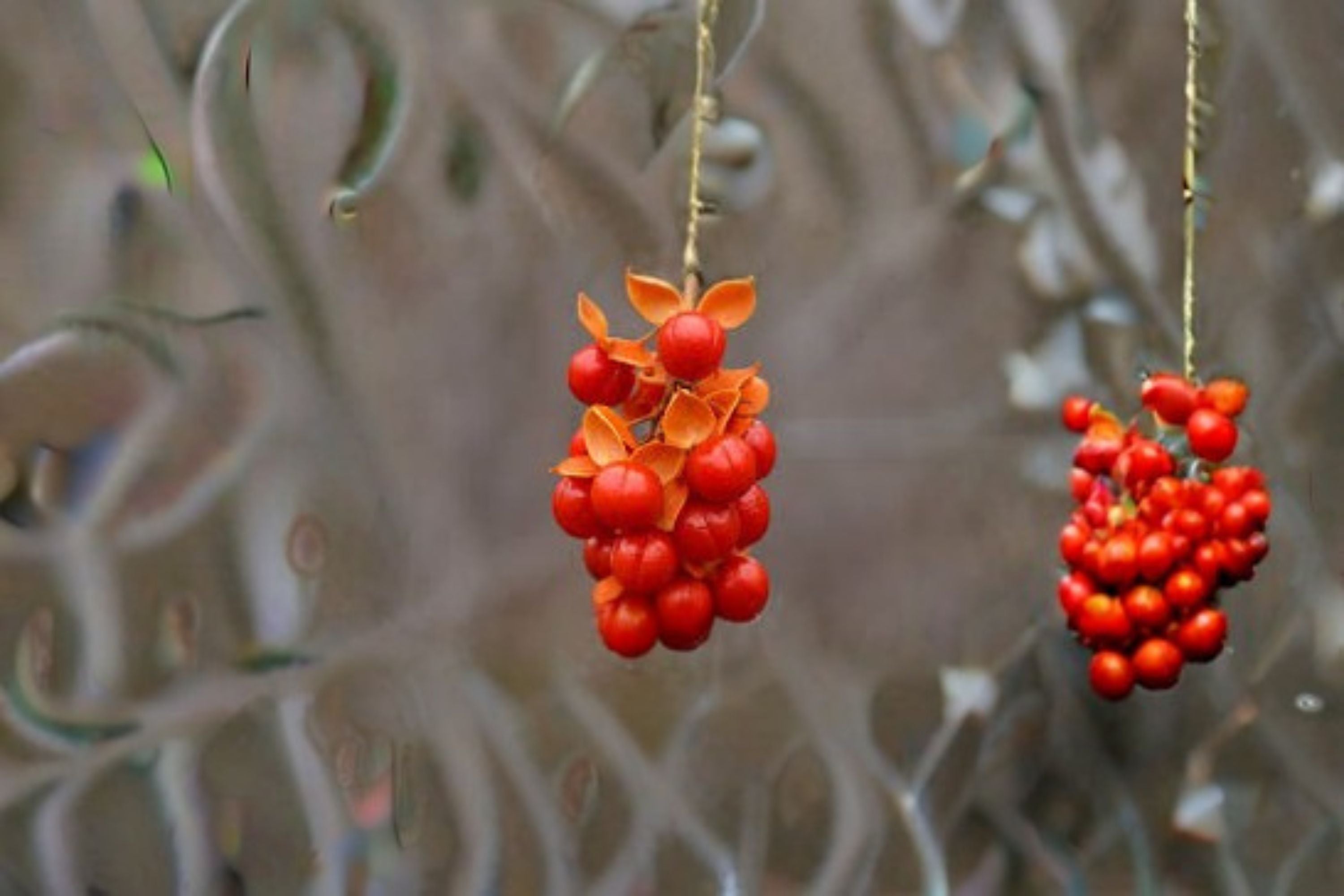 American Bittersweet Seeds Celastrus Scandens Native Orange Berry Vine Climbing Garden Plant Ornamental 30 Seeds