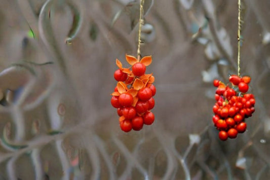 American Bittersweet Seeds Celastrus Scandens Native Orange Berry Vine Climbing Garden Plant Ornamental 30 Seeds