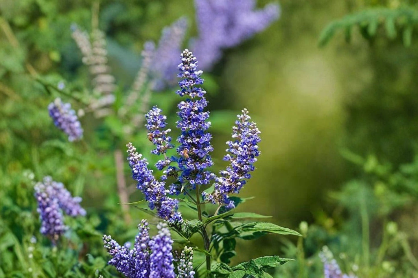 2 Live Vitex Chaste Tree Plants – 4" Pots – Vitex agnus-castus