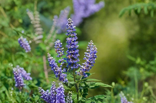 2 Live Vitex Chaste Tree Plants – 4" Pots – Vitex agnus-castus