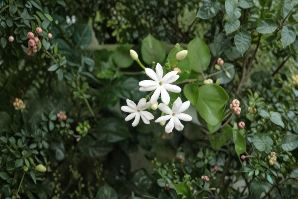 Jasminum auriculatum Jui Live Plant | Indian Jasmine Plant | Fragrant White Flowering Vine | Tropical Jasmine | Live Garden Plant