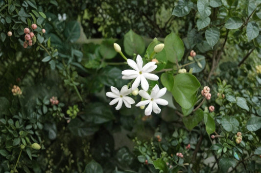 Jasminum auriculatum Jui Live Plant | Indian Jasmine Plant | Fragrant White Flowering Vine | Tropical Jasmine | Live Garden Plant