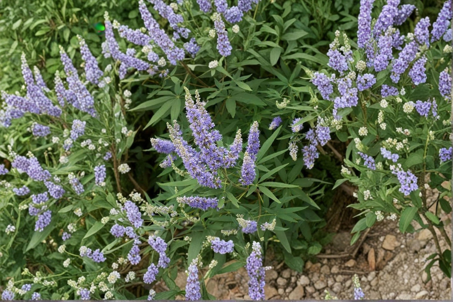 Vitex Chaste Tree Live Bare Root Plant – 6–12" Tall – Vitex agnus-castus