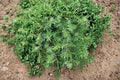 Blue Pacific Juniper 1 Plant – Juniperus conferta