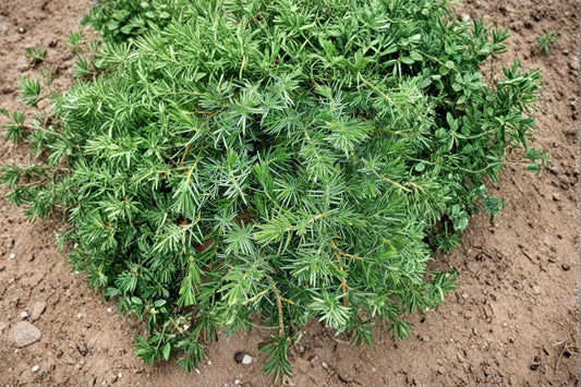 Blue Pacific Juniper 1 Plant – Juniperus conferta