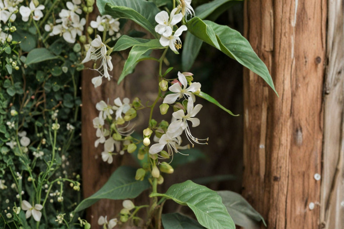 Bridal Veil Clerodendrum incisum Cuttings | 8 Live Plant Cuttings | Fragrant Flowering Shrub | Bridal Veil Plant | Plant Propagation