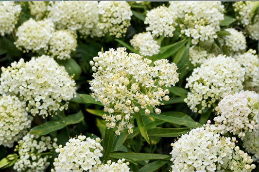 Aquatic Milkweed Live Plant in 7-Inch Pot – Asclepias perennis