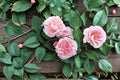 Auswith Climbing Rose 6 Cuttings – Rosa ‘Auswith’