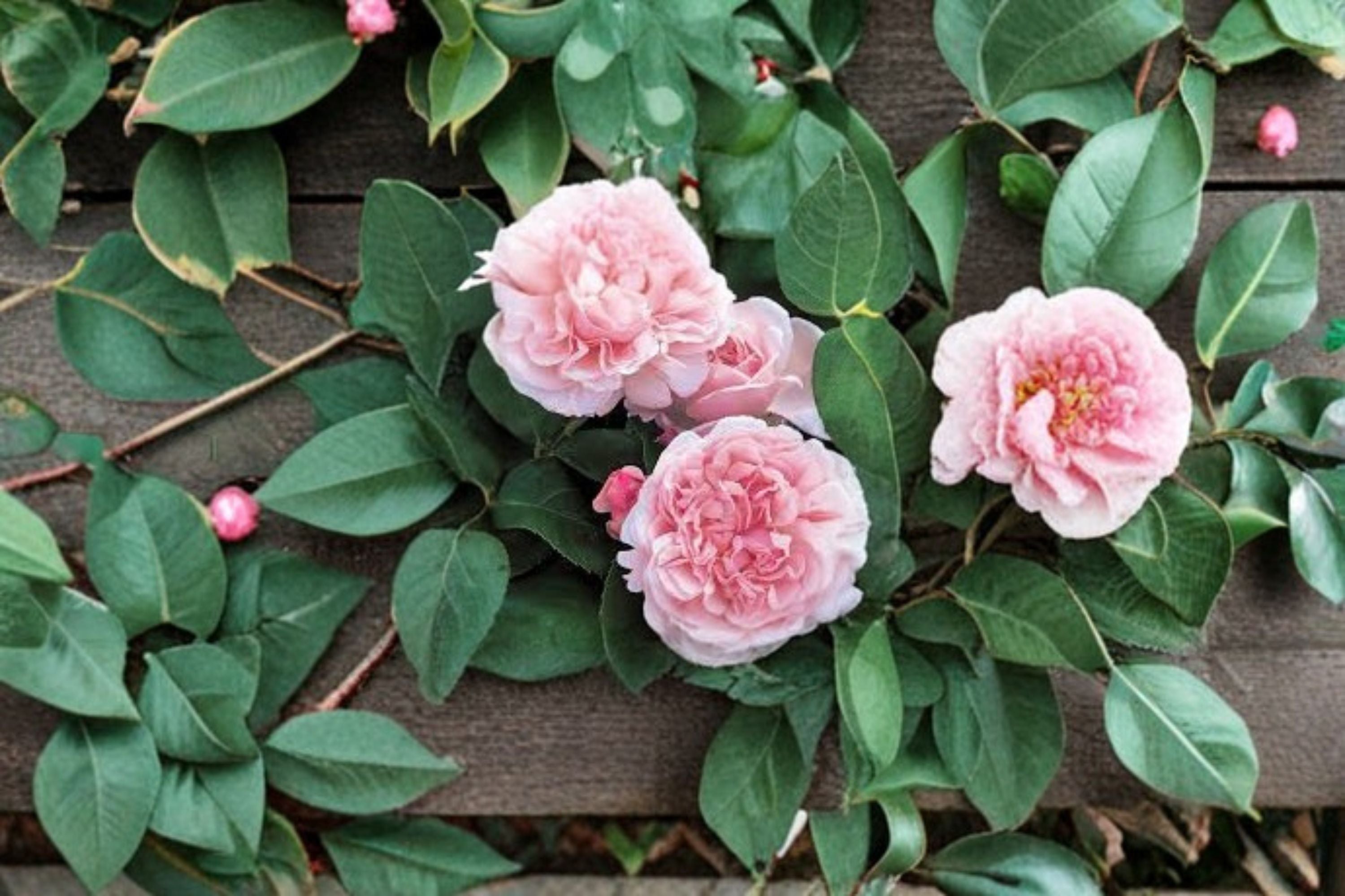 Auswith Climbing Rose 6 Cuttings – Rosa ‘Auswith’