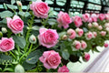 Eden Climbing Rose Live Plant – Pink Fast Growing Rose
