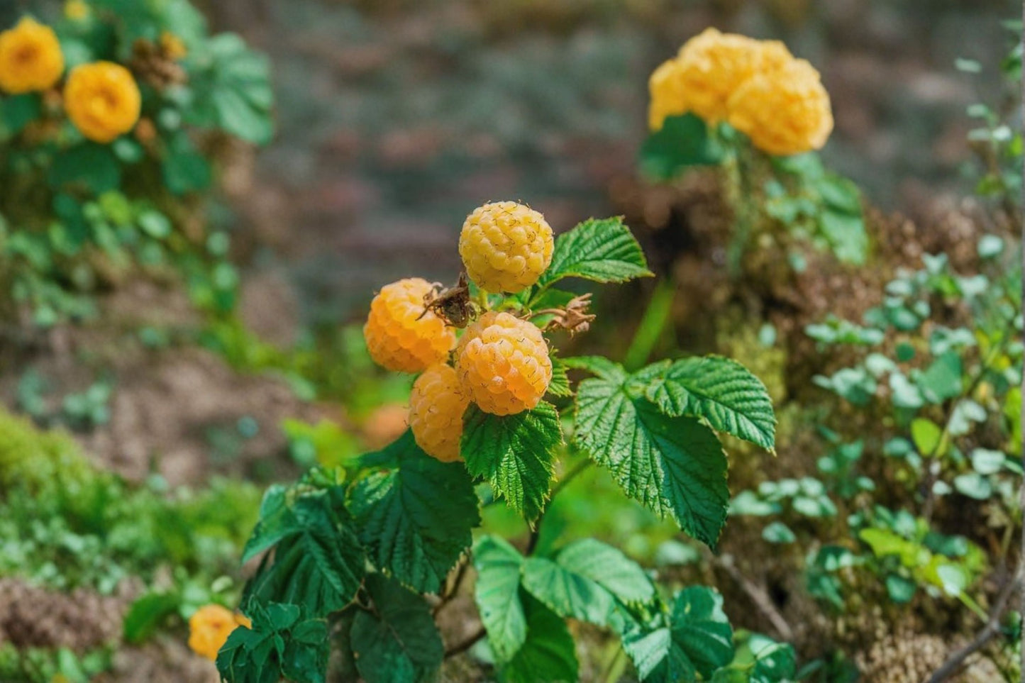 Fall Gold Everbearing Raspberry Live Starter Plant – Rubus idaeus – 1 Plant