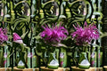 Purple Bergamot Seeds Monarda media Native Wildflower Seeds Purple Flower Garden Planting 100 Seeds
