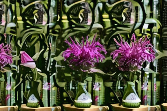 Purple Bergamot Seeds Monarda media Native Wildflower Seeds Purple Flower Garden Planting 100 Seeds