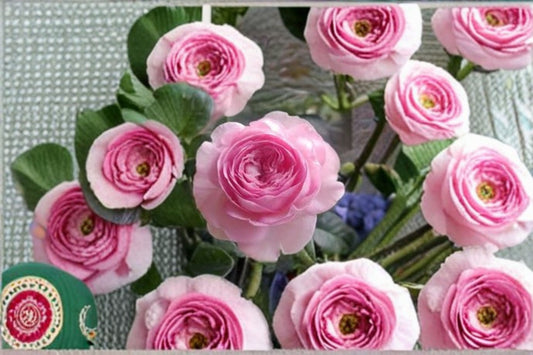 Mon Coeur Rose Live Plant – Fragrant Japanese Repeat Blooming Rose