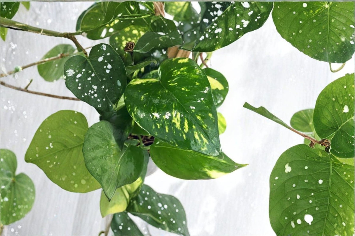 2 Rooted Golden Pothos Cuttings | 4-5 Inch Live Pothos Plants | Devil's Ivy | Epipremnum aureum | Rooted Houseplant