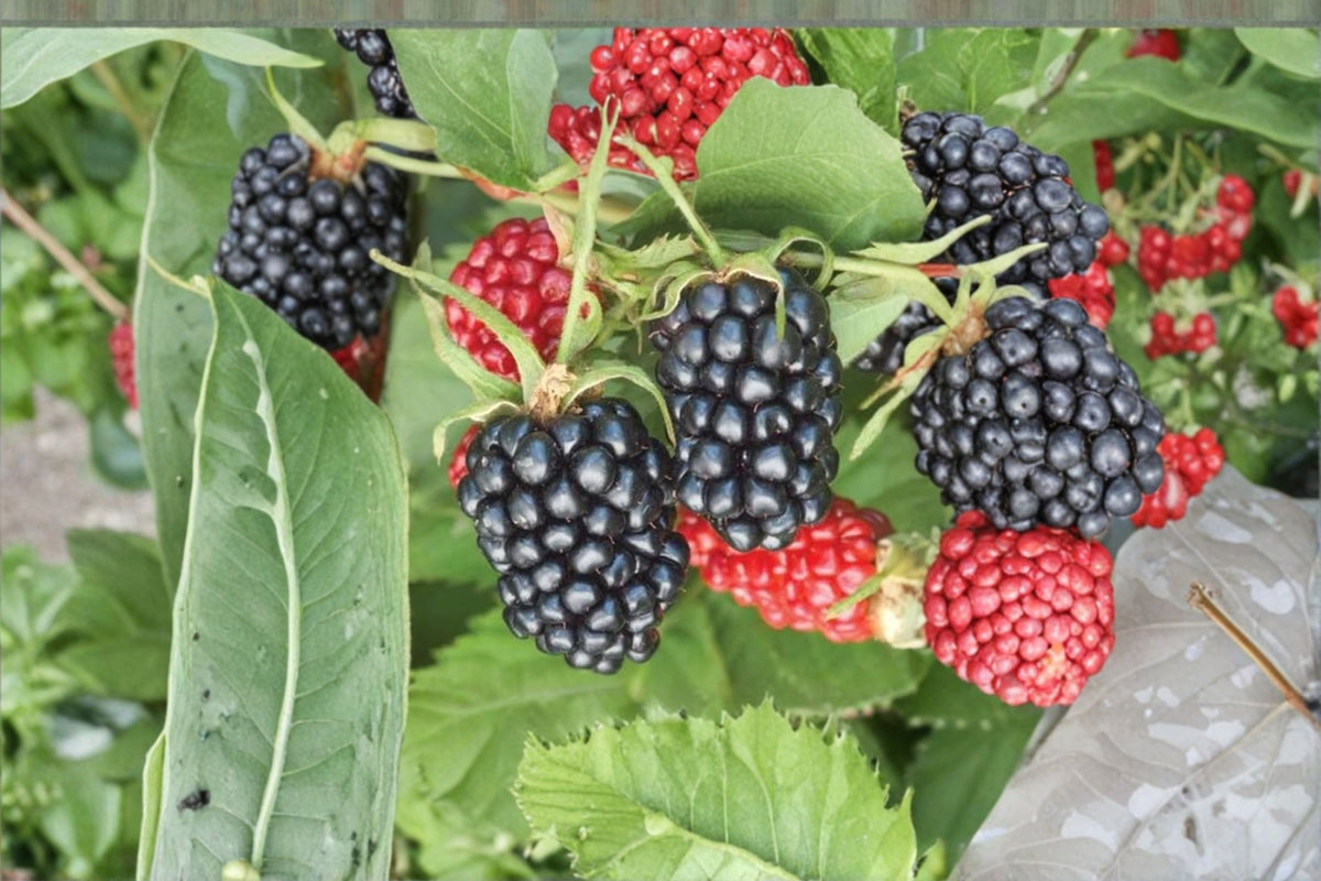 2 Apache Blackberry Live Plants | Sweet Blackberry Bush | 4-6 Inch Starter Plants | Thornless Blackberry | Fruit Garden Plant | No Pot