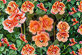 Tequila Rose Live Plant – 1.5 Gal Apricot Orange Rose
