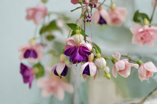 Lena Fuchsia Live Plant – 3–6" Tall – 5" Pot – Double Flower Hanging Basket