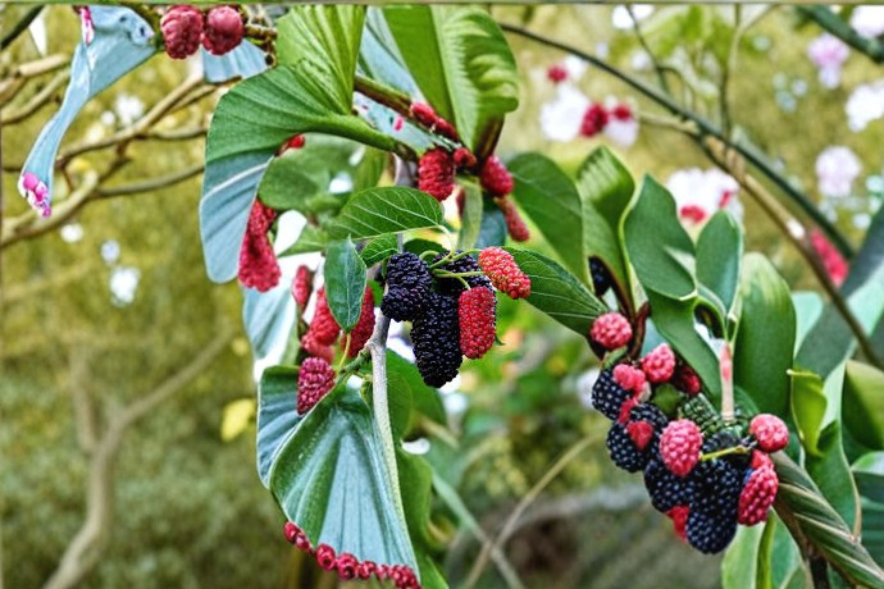 Dwarf Everbearing Mulberry 1 Plant – Morus nigra