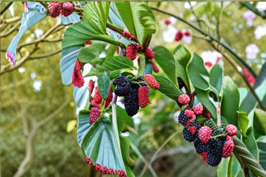Dwarf Everbearing Mulberry 1 Plant – Morus nigra